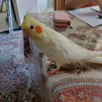 عروس هلندی نر لوتیتو شاد وسرحال
