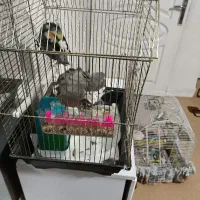 عروس هلندی بالغ