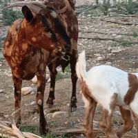 گوسفند