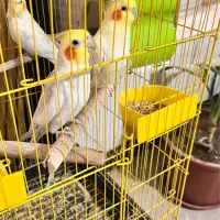 ی جفت عروس هلندی و یک عروس ماده بالغ