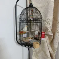 عروس هلندی لوتینو نر ، معاوضه با دستی|پرنده|مشهد, ابوذر|دیوار