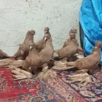 ساری للحلی