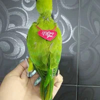 طوطی ملنگو ، گرینچیک دبل رد ، عروس هلندی