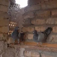 پلاکی مفلق