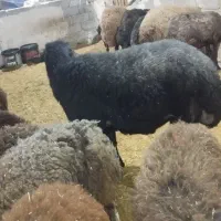 فروش قوچ قزل افشار