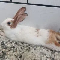 خرگوش ماده با سه بچه  یک روزه