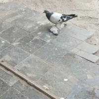 کفتر