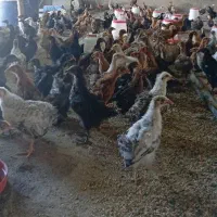 جوجه مرغ  و خروس محلی