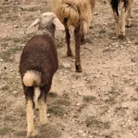 فروش میش و بز
