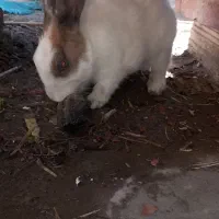 خرگوش