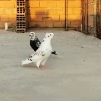 کبوتر اس