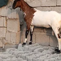 کهره نری