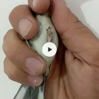 جوجه سهره نشوندار