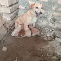 توله سگ پاکوتاه