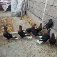 کبوتر