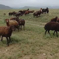 گوسفند افشار