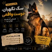 سگ وفادار با ویژگی‌ منحصر به فرد(ژرمن-جرمن شپرد)
