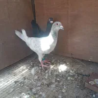 کفتر.طاووسی نقره ای و سیاه نرو ماده عجل