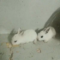بچه خرگوش