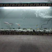 اکواریوم 1/20بزرگ