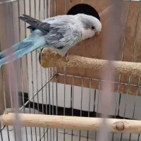 طوطی راهب جفت