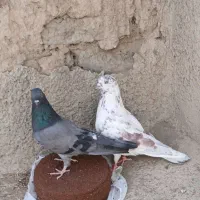 کبوتر هوای