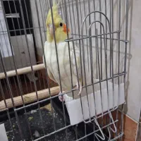 لوتینو ماده جوان معاوضه