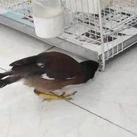 جوجه مینا معاوضه با لوازم موتور زین و گلگیر جلو