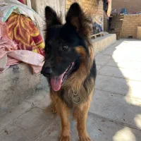 سگ ژرمن شپرد
