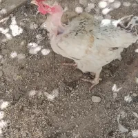 دوعدد مرغ محلی اصل ویک خروس محلی