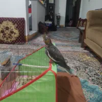 عروس هلندی