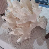 مرجان اصل مخصوص دکور وآکواریوم