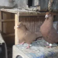سرخ