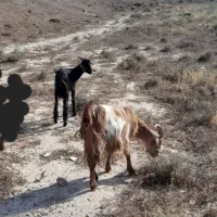 دوعدد بز