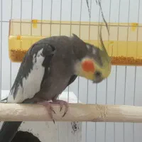 پرنده