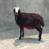 بره نر سالم سرحال