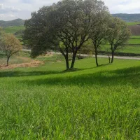 گندم دیم رقم اذر2