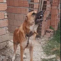 سگ نگهبان افغان