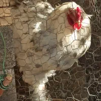 یک خروس برهما