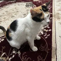 گربه واگذاری