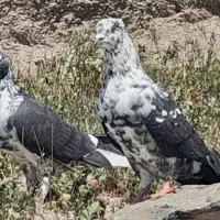 کبوترطوقی