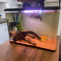 ماهی چانا با آکواریوم