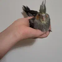 جوجه عروس هلندی