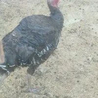 بغلمون