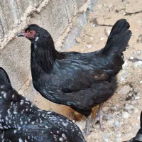 تخم مرغ نطفه دار