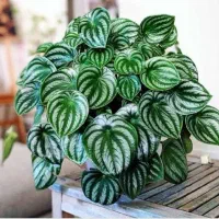 پپرومیا برگه هندوانه ای و گل پروانه ای