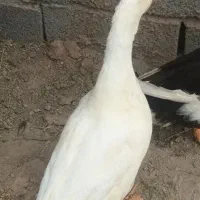 اردک ۶۰۰