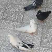 کبوتر سرور