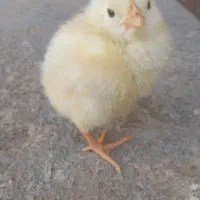 جوجه گوشتی ۳روزه