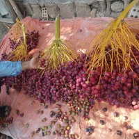 رطب خارک تازه
